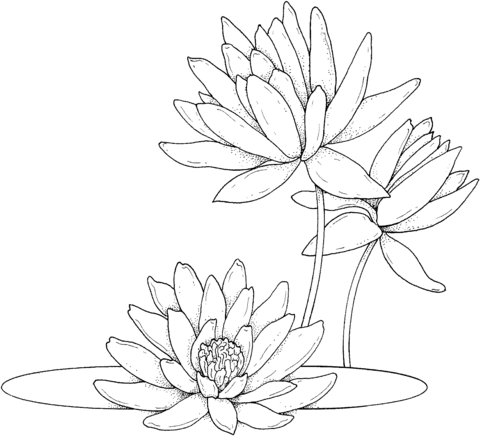 Water Lilies Coloring Page